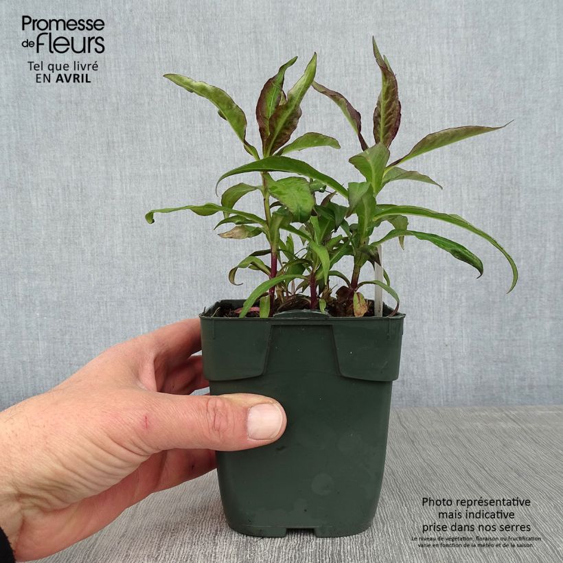 Phlox paniculata Bambini Desire 8/9 cm pot sample as delivered in spring