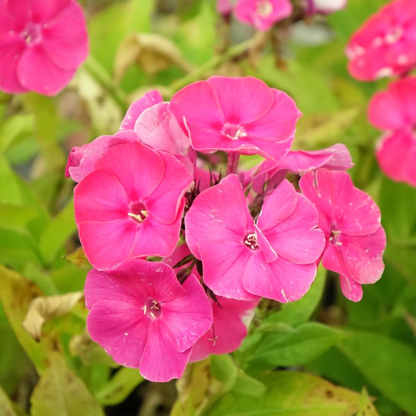 Phlox paniculata Bambini Primadonna Verpri (Flowering)