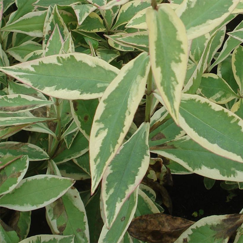 Phlox paniculata Becky Towe (Foliage)