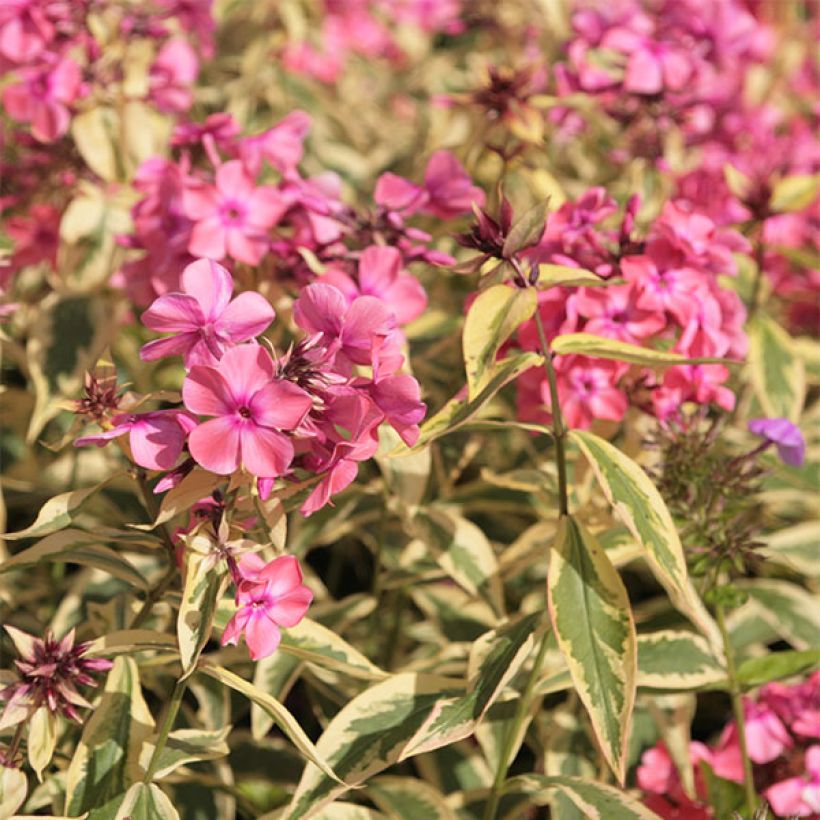 Phlox paniculata Becky Towe (Flowering)