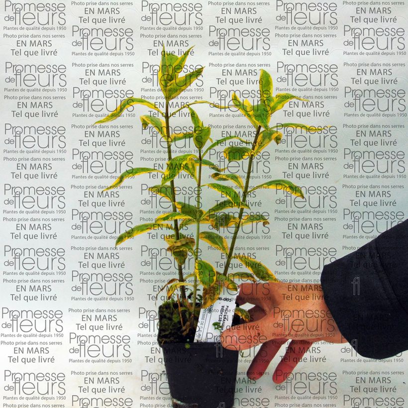 Example of Phlox paniculata Becky Towe 10cm/11cm pot specimen as delivered