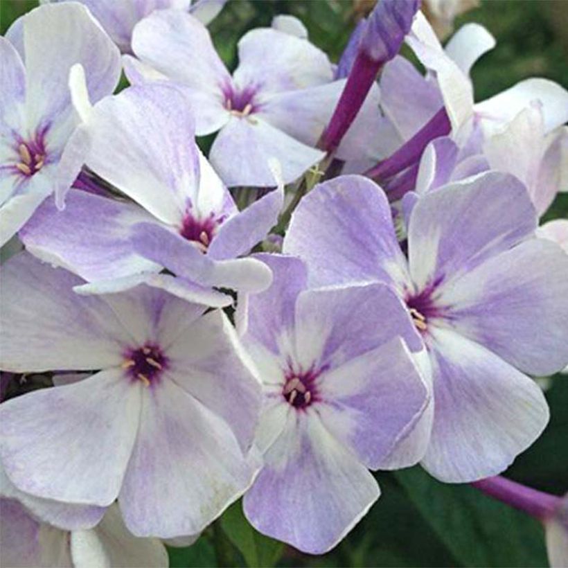 Phlox paniculata Blue Flame (Flowering)