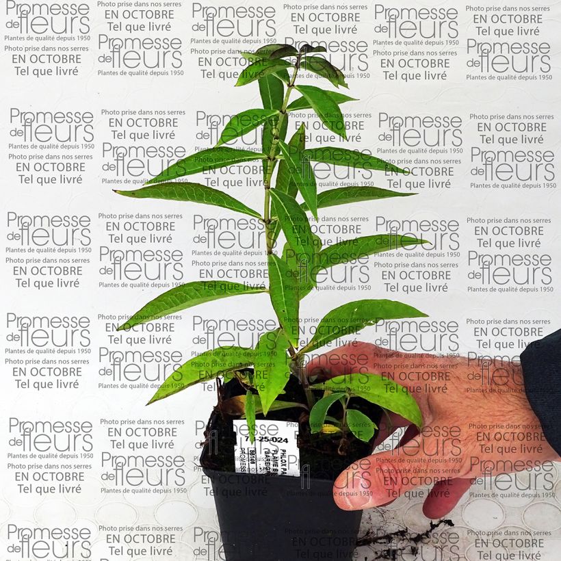 Example of Phlox paniculata Blue Flame 8/9 cm pot specimen as delivered