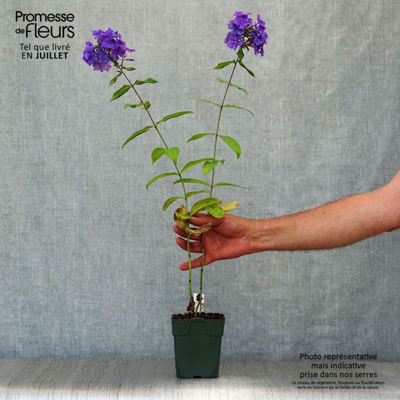 Phlox paniculata Blue Paradise 8/9 cm pot sample as delivered in summer