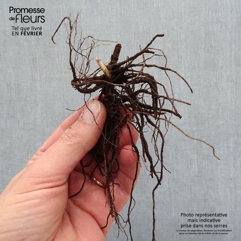Phlox paniculata Blue Paradise Bare root sample as delivered in winter