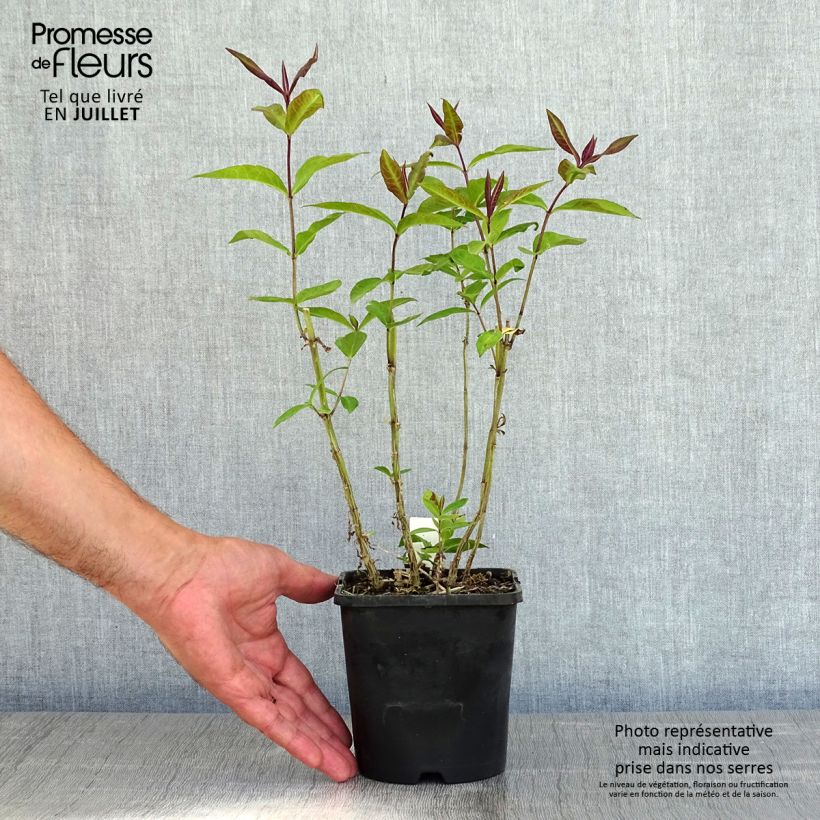 Phlox paniculata Blue Paradise 1.5L/2L pot sample as delivered in summer