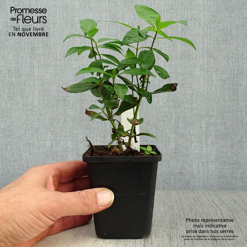 Phlox paniculata Bright Eyes 8/9 cm pot sample as delivered in autumn