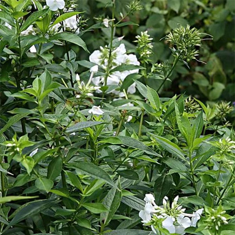 Phlox paniculata David (Foliage)