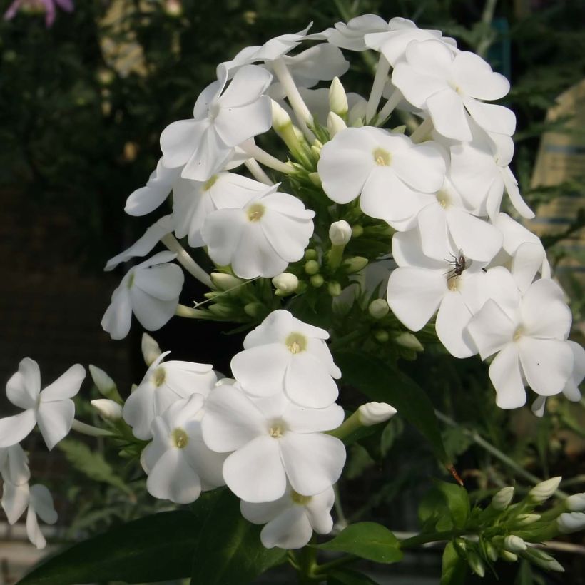 Phlox paniculata David (Flowering)