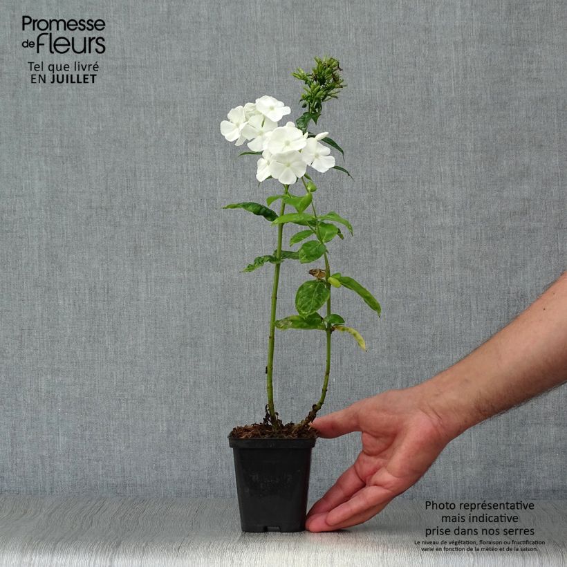 Phlox paniculata David 8/9 cm pot sample as delivered in summer