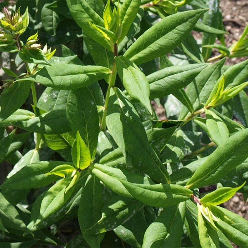 Phlox paniculata Elisabeth (Foliage)