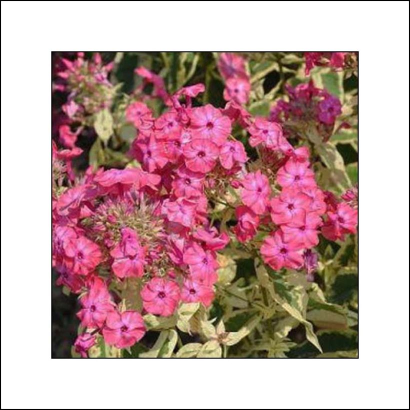 Phlox paniculata Elisabeth (Flowering)