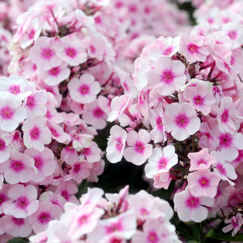 Phlox paniculata Europa (Flowering)