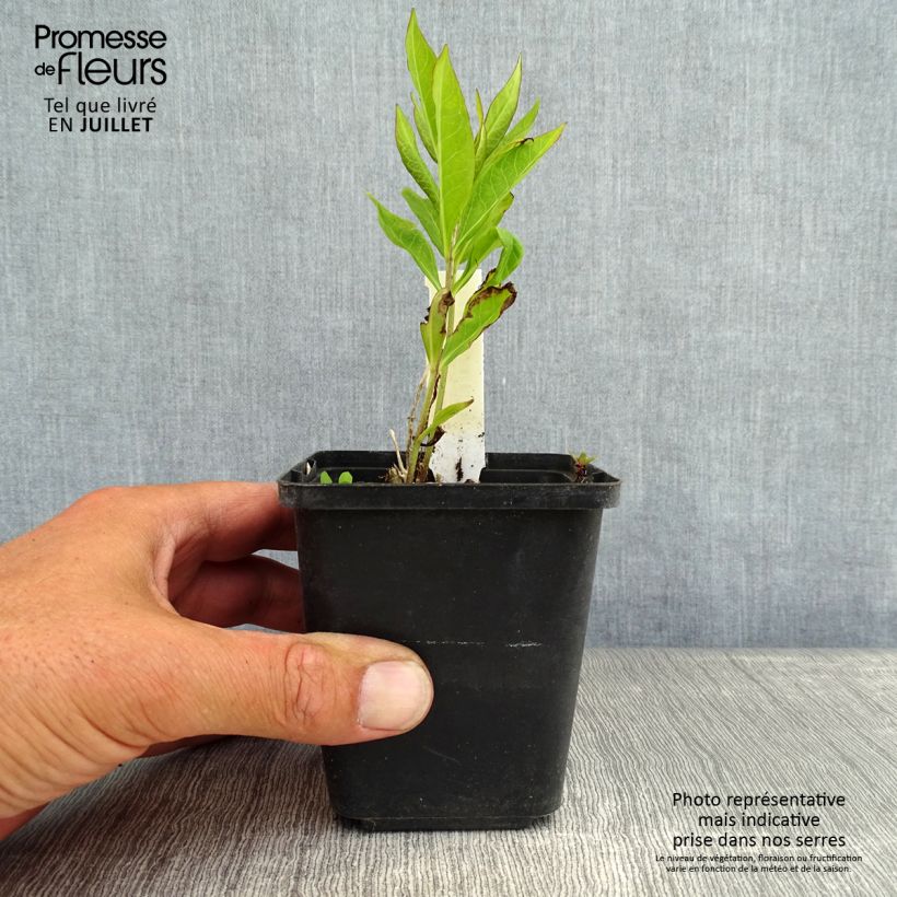 Phlox paniculata Europa 8/9 cm pot sample as delivered in summer
