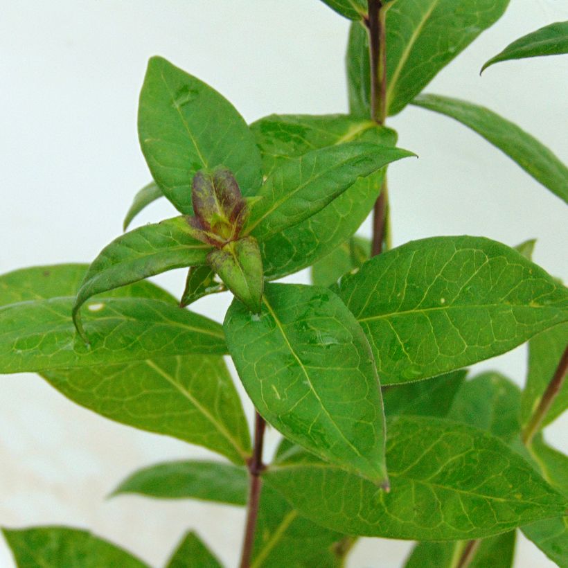 Phlox paniculata Eva Cullum (Foliage)