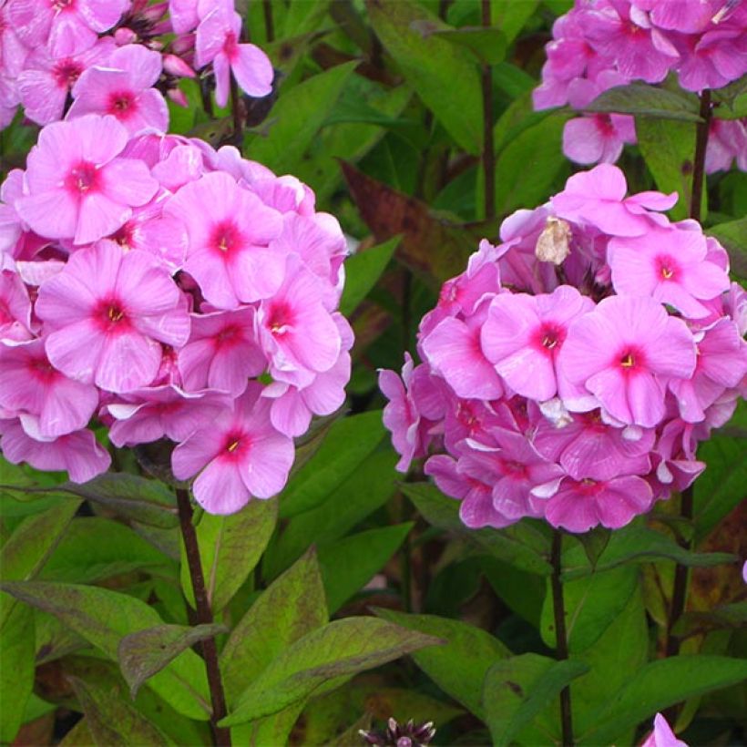 Phlox paniculata Eva Cullum (Flowering)