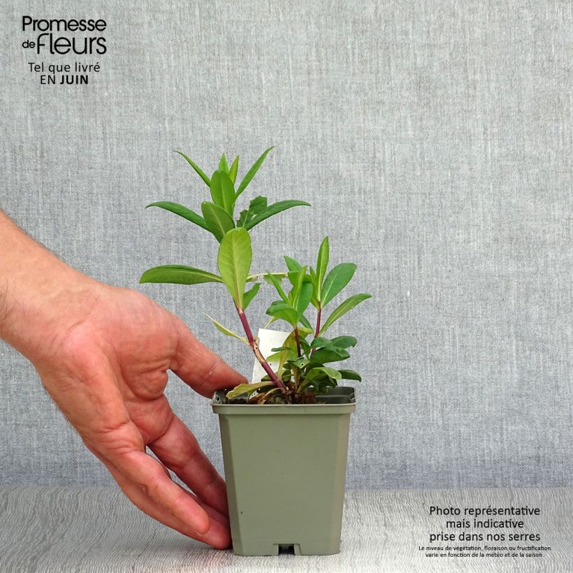 Phlox paniculata Eva Cullum 8/9 cm pot sample as delivered in summer