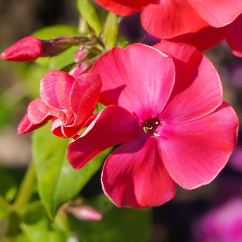 Phlox paniculata Famous Cerise (Flowering)