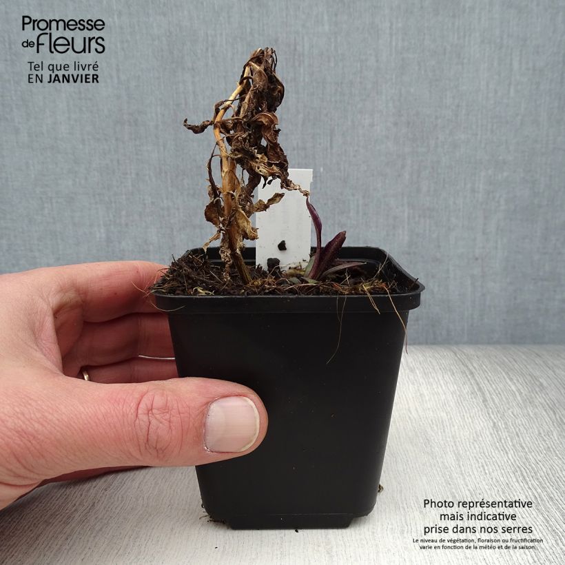 Phlox paniculata Flame Marine 8/9 cm pot sample as delivered in winter