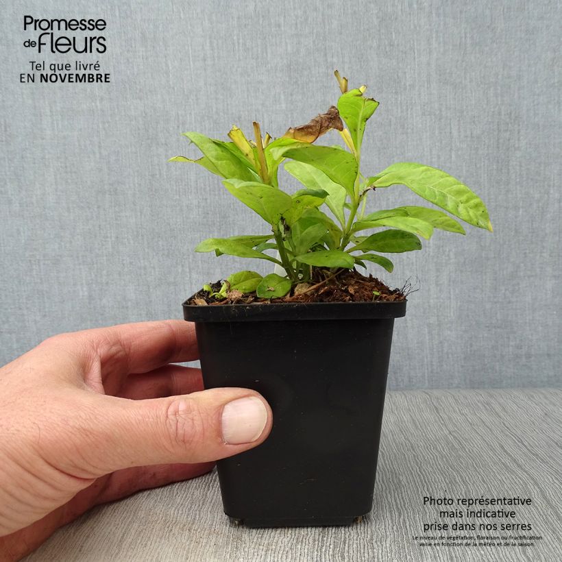 Phlox paniculata Fujiyama 8/9 cm pot sample as delivered in autumn