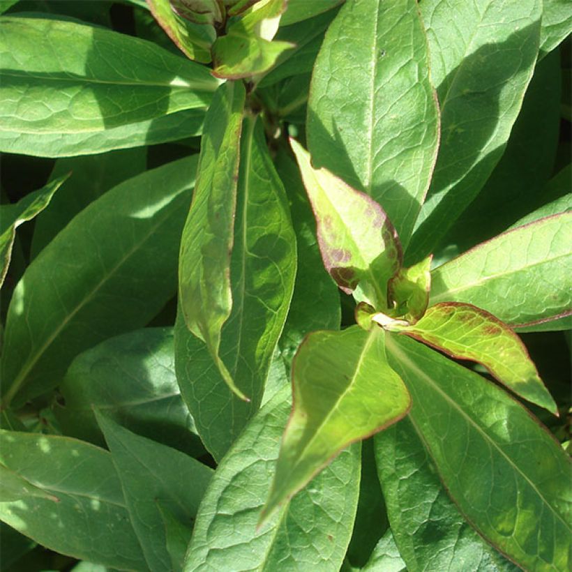 Phlox paniculata Graf Zeppelin (Foliage)