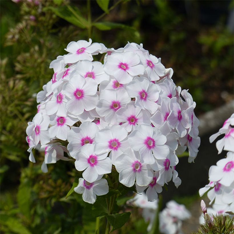 Phlox paniculata Graf Zeppelin (Flowering)