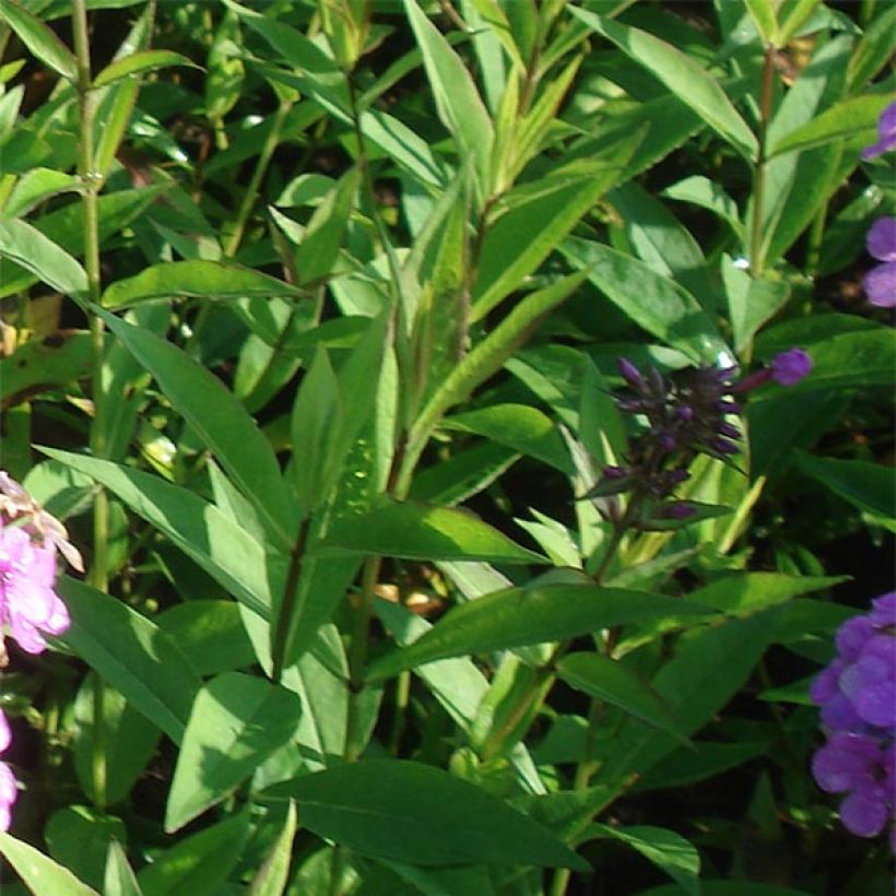 Phlox paniculata Hesperis (Foliage)