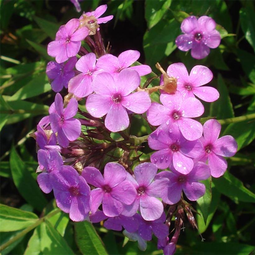 Phlox paniculata Hesperis (Flowering)