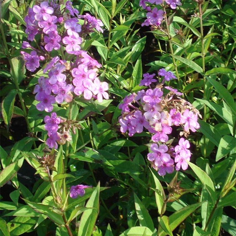 Phlox paniculata Hesperis (Plant habit)