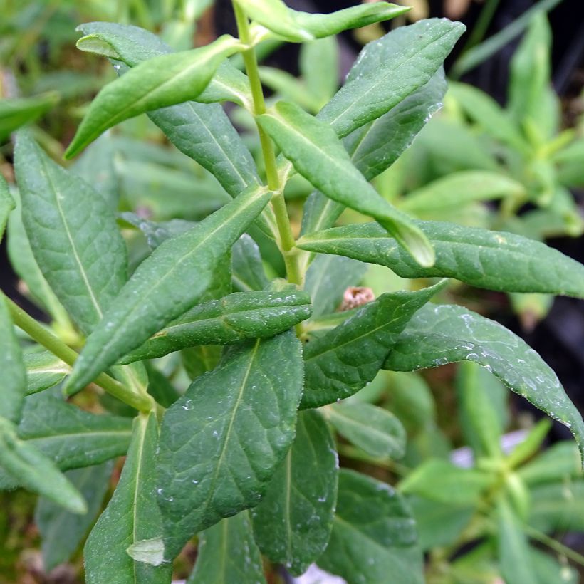 Phlox paniculata Jade (Foliage)