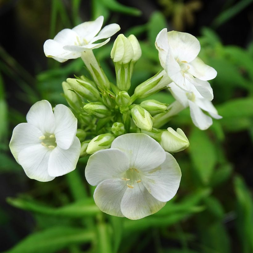 Phlox paniculata Jade (Flowering)