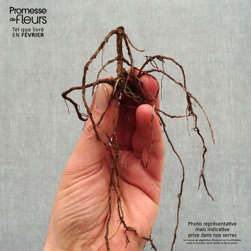 Phlox paniculata Jade Bare root sample as delivered in winter