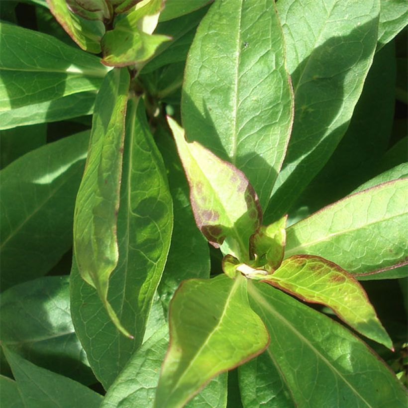 Phlox paniculata Judy (Foliage)
