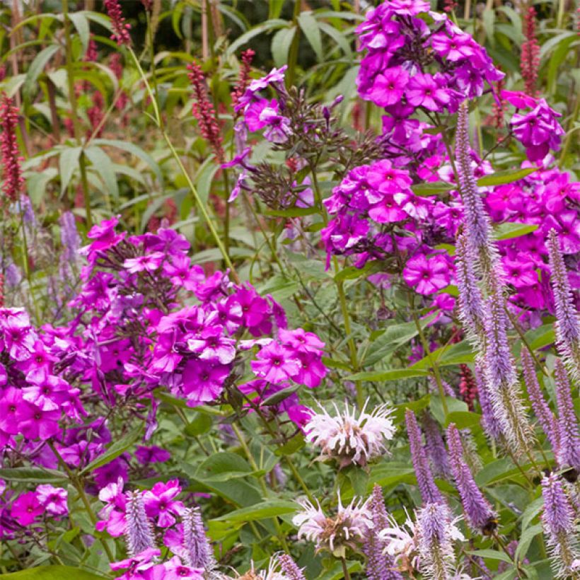 Phlox paniculata Judy (Flowering)