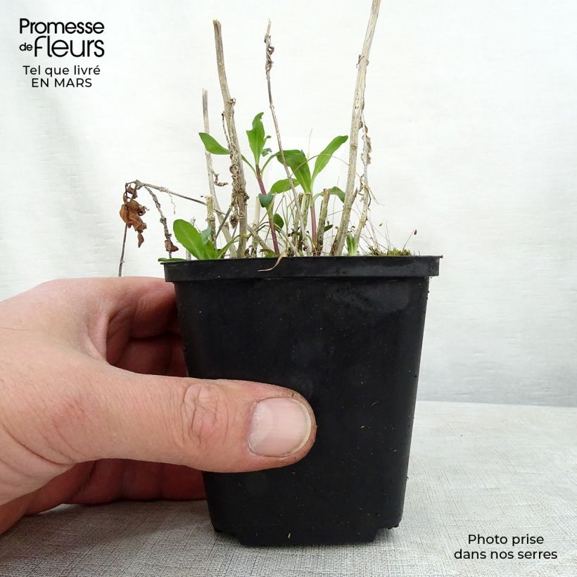 Phlox paniculata Judy 8/9 cm pot sample as delivered in spring