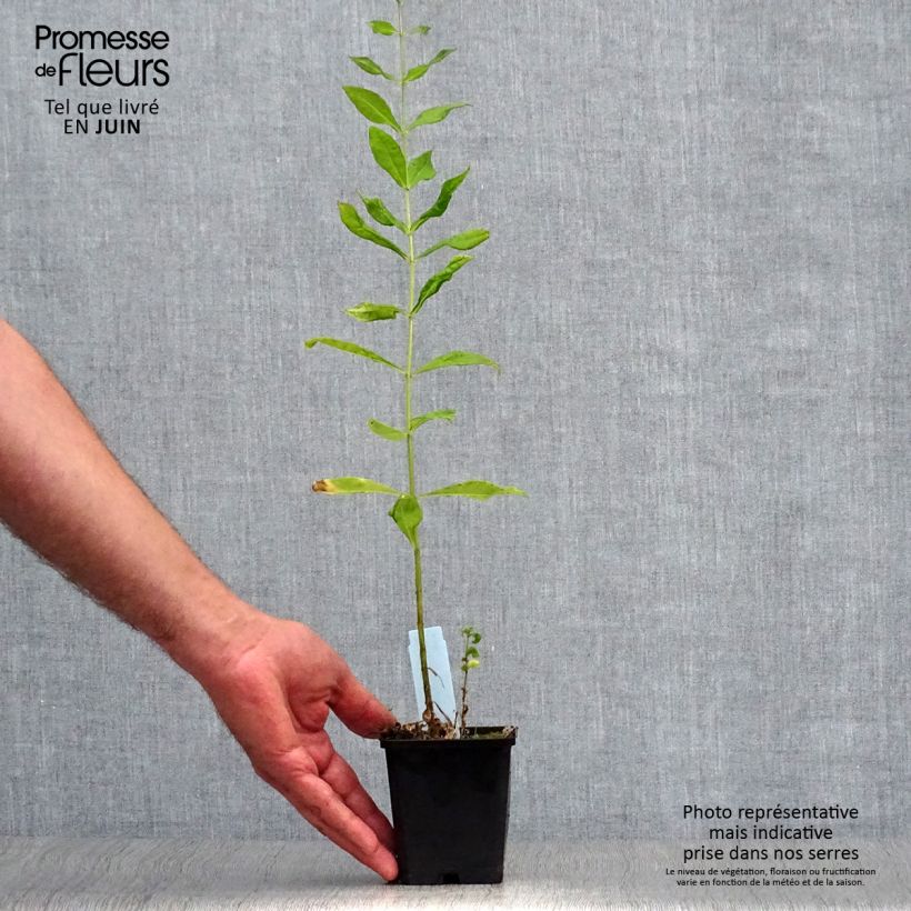 Phlox paniculata Laura 8/9 cm pot sample as delivered in summer