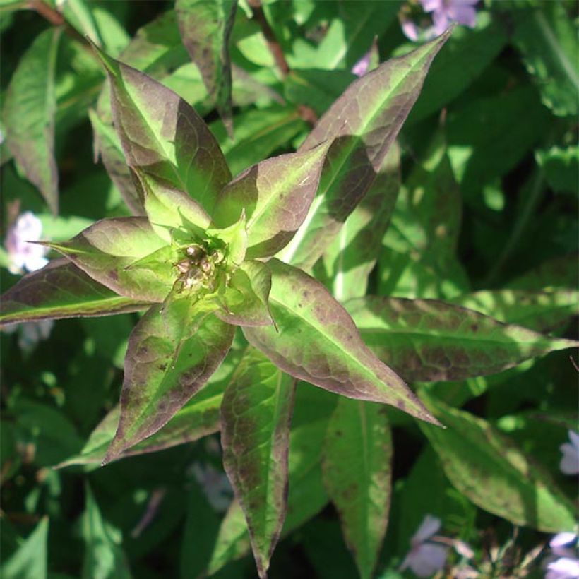 Phlox paniculata Lichtspel (Foliage)