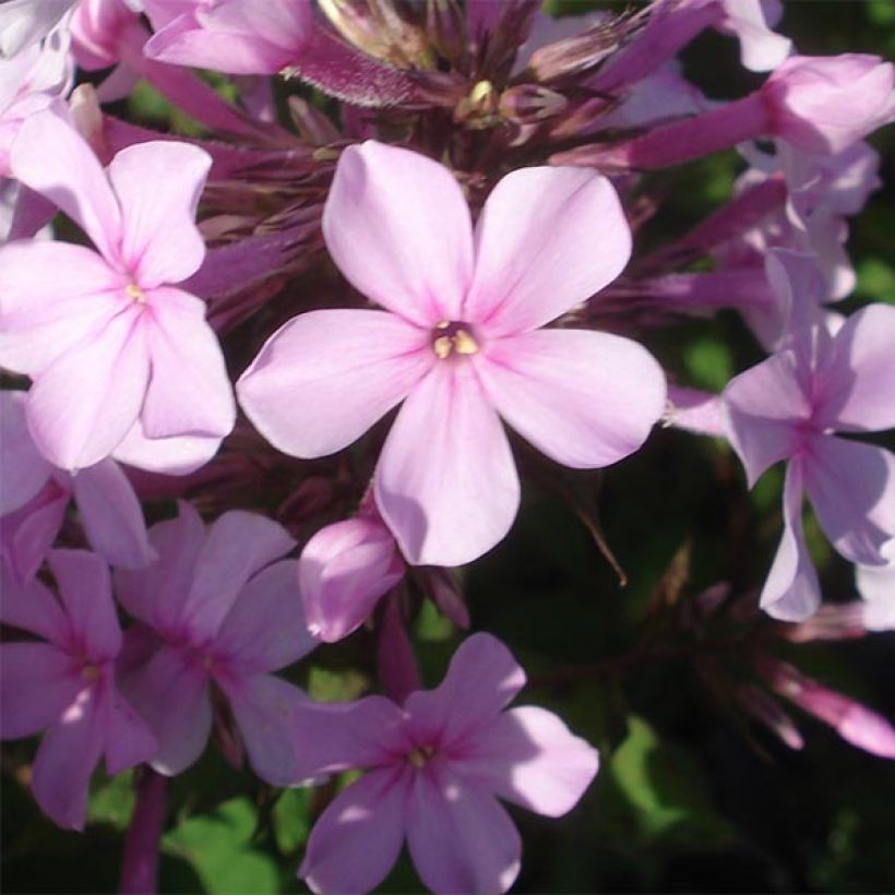 Phlox paniculata Lichtspel (Flowering)