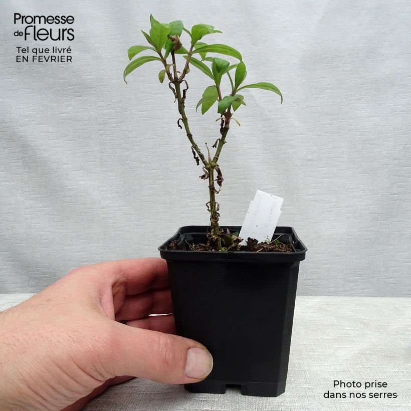 Phlox paniculata Lichtspel 8/9 cm pot sample as delivered in winter