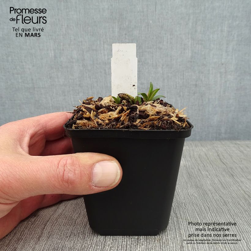 Phlox paniculata Lilac Times 8/9 cm pot sample as delivered in winter