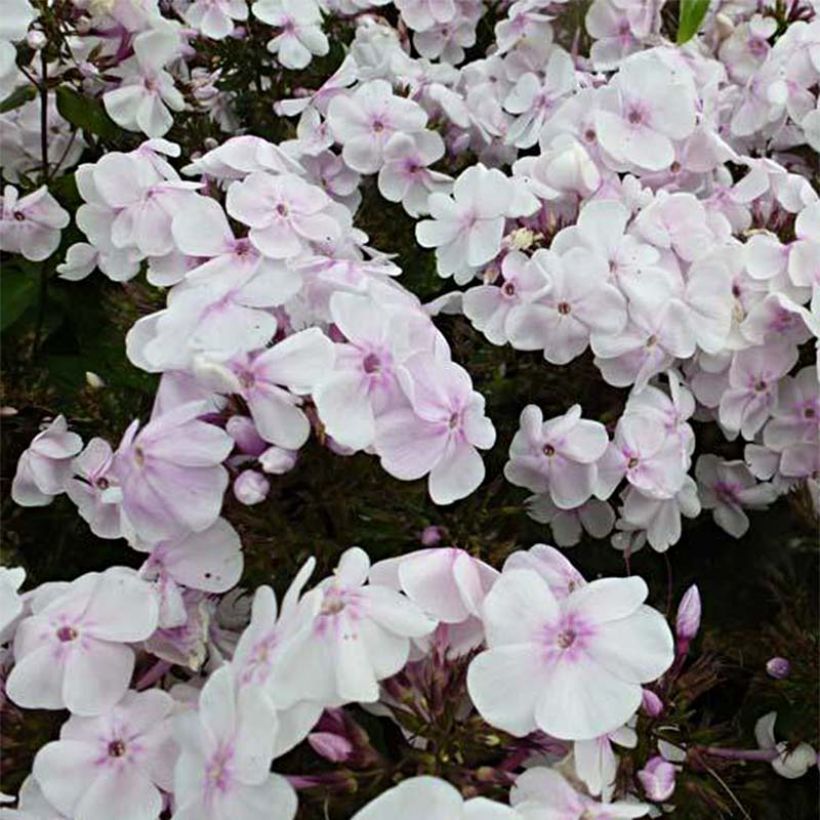 Phlox paniculata Monica Lynden Bell (Flowering)