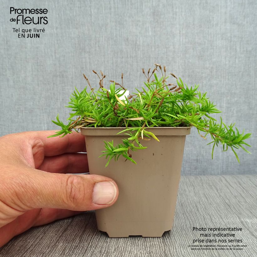 Phlox paniculata Monica Lynden Bell 8/9 cm pot sample as delivered in summer