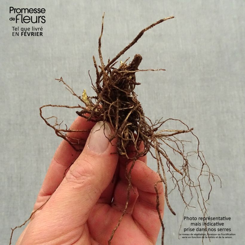 Phlox paniculata Mystic Green - racines nues sample as delivered in winter