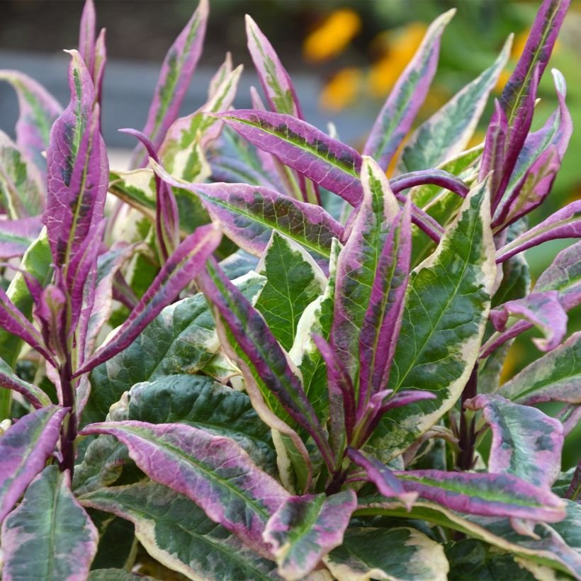 Phlox paniculata Olympus (Foliage)