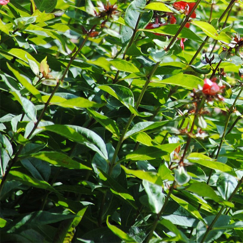 Phlox paniculata Orange Perfection (Foliage)