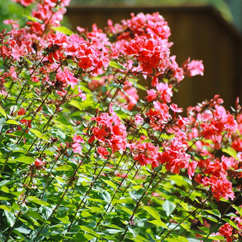 Phlox paniculata Orange Perfection (Flowering)