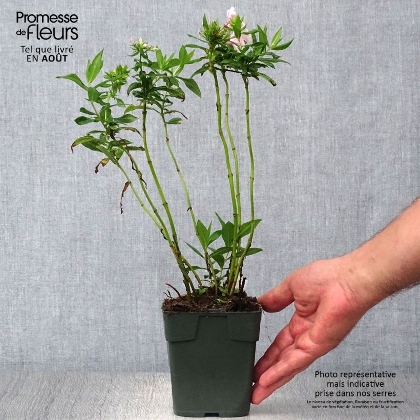 Phlox paniculata Peppermint Twist 8/9 cm pot sample as delivered in summer