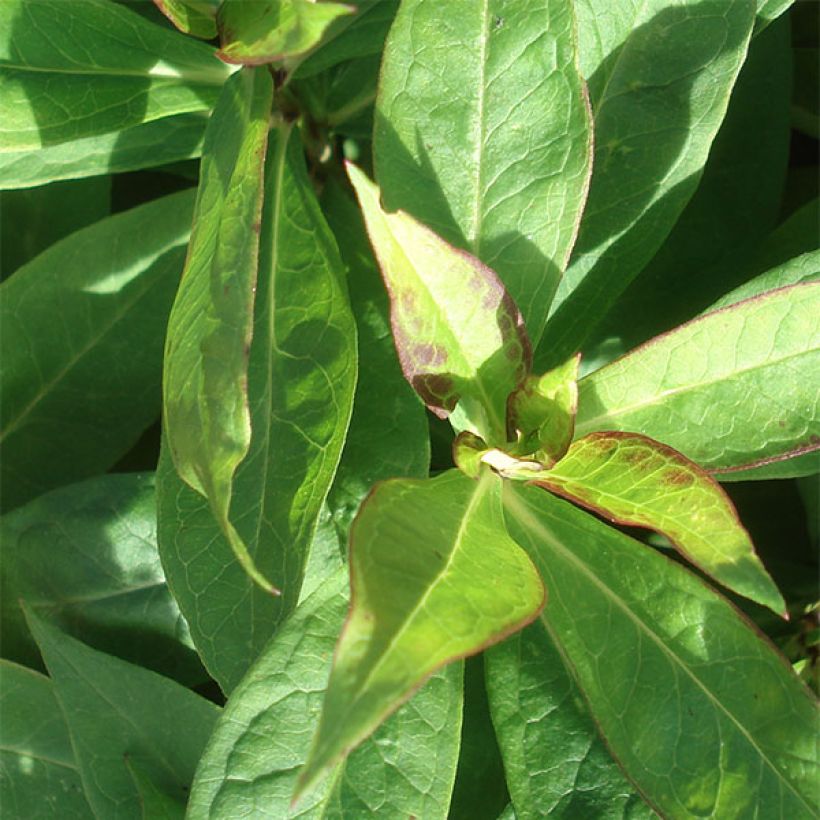 Phlox paniculata Purple Eye Flame (Foliage)