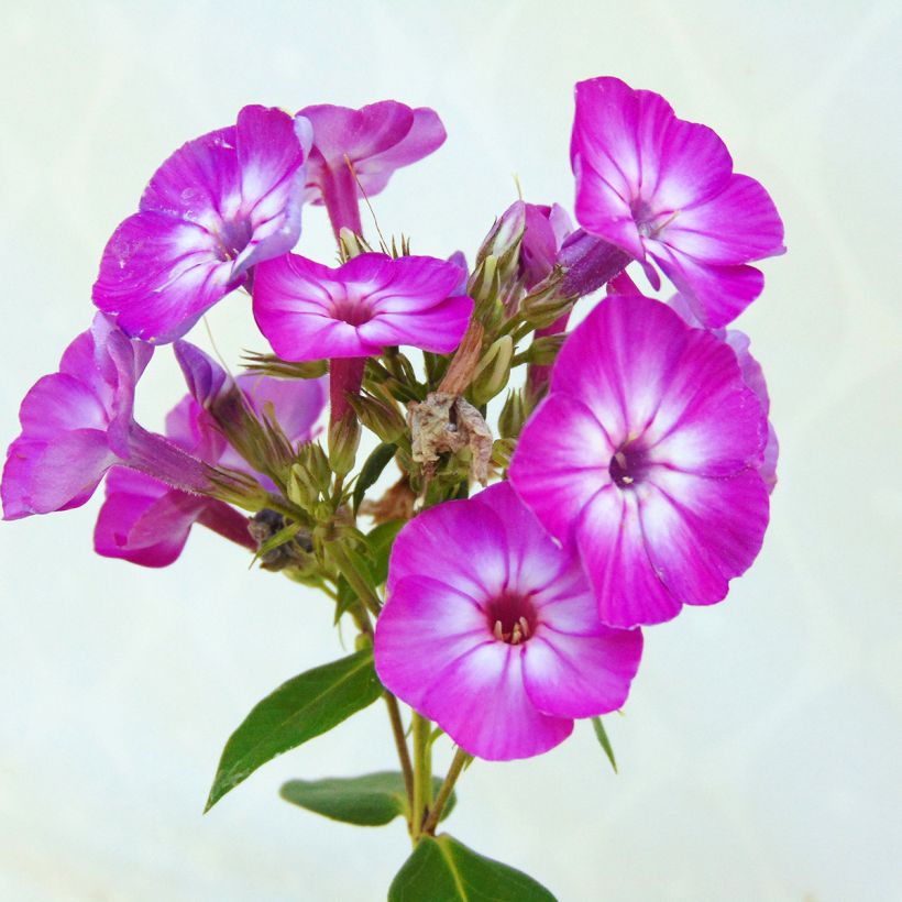 Phlox paniculata Purple Eye Flame (Flowering)