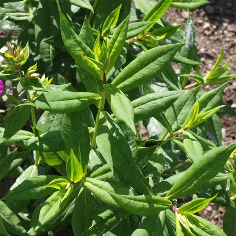 Phlox paniculata Purple Flame (Foliage)